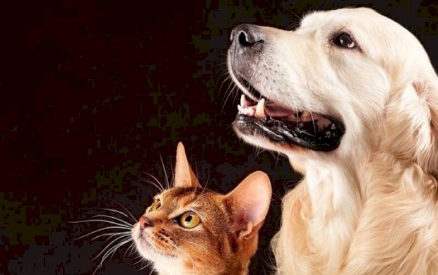 Atuação do MPMS resulta em acordo para fortalecer políticas de proteção animal em Ivinhema
