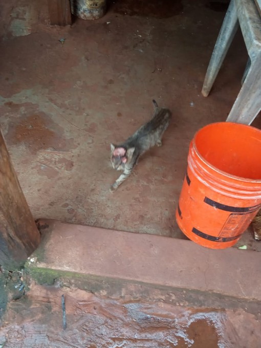 Gato aparece em residência com corte na cabeça e dois olhos arrancados