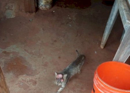 Gato aparece em residência com corte na cabeça e dois olhos arrancados