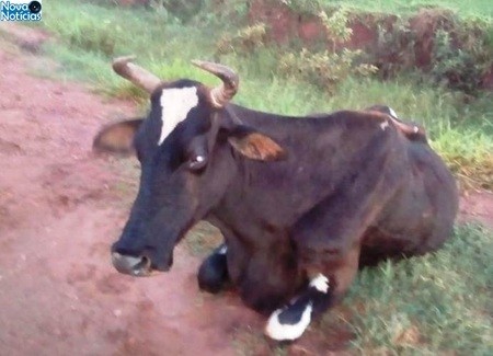 Jovem é socorrido em estado grave após colidir em animal em Novo Horizonte Do Sul