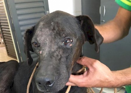 Polícia Militar Ambiental de Batayporã autua mulher de 22 anos em R$ 1 mil por maus-tratos a um cachorro