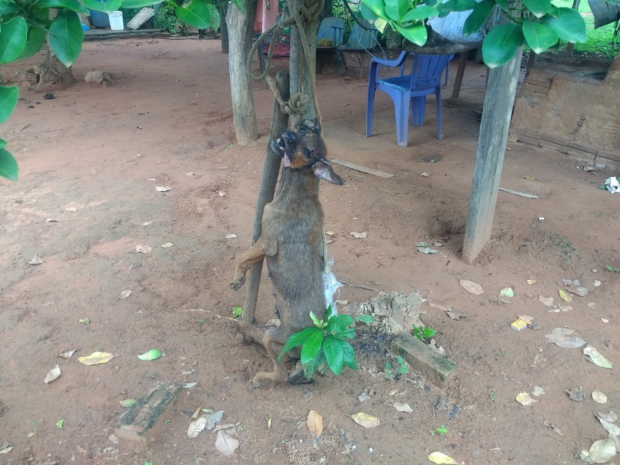 Polícia Militar Ambiental de Aquidauana autua aposentado em R$ 2 mil por maus-tratos ao matar cachorro enforcado e a machadadas