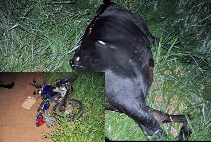 Vaca morre e motociclista fica ferido em colisão que envolveu veículo