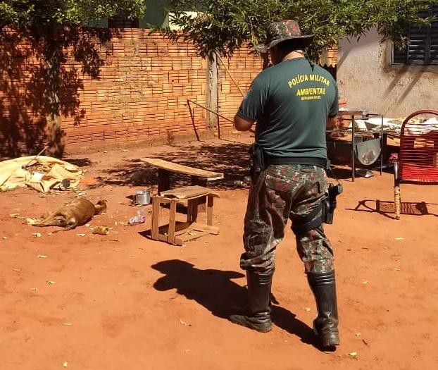 P.M.A. de Batayporã autua mulher de 26 anos em R$ 3 mil por maus-tratos a três cachorros, em que um morreu pela precariedade da criação