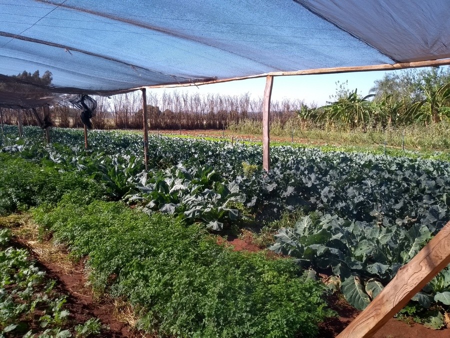 PREFEITURA DE NOVO HORIZONTE DO SUL INCENTIVA A PRODUÇÃO DE HORTIFRUTIS E URUCUM PARA A GERAÇÃO DE RENDA DOS AGRICULTORES FAMILIARES