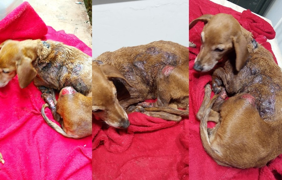 Em Batayporã, cachorra fica gravemente ferida ao ser vítima de maus-tratos