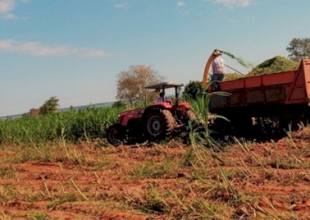 PREFEITURA DE NOVO HORIZONTE DO SUL AUXILIA NA PRODUÇÃO DE SILAGEM