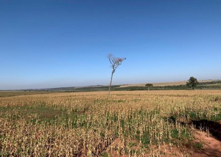Polícia Militar Ambiental de Batayporã autua paranaense em R$ 55 mil por desmatamento ilegal de vegetação