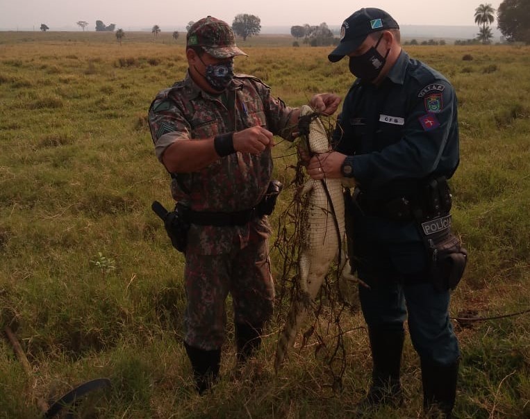 Polícia Militar Ambiental de Naviraí salva jacaré de 1,5 metro de anzol em lagoa próxima à cidade