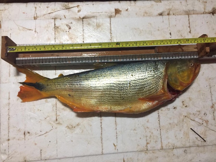 Polícia Militar Ambiental de Batayporã prende e autua pescador em R$ 4,4 mil por capturar e abater dourado que está com pesca proibida e jaú fora da medida permitida por lei
