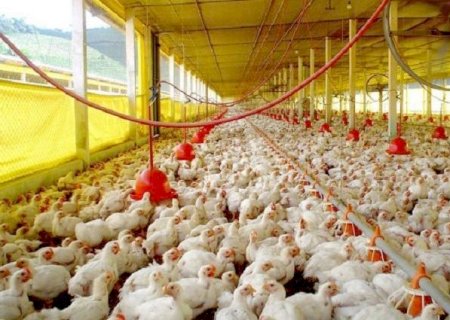 Conselho do FCO aprova R$ 131,4 milhões para novos empreendimentos rurais e empresariais em MS