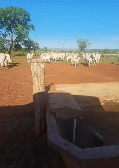 Polícia Civil recupera mais de 50 cabeças de gado furtadas em Nova Alvorada do Sul e desarticula quadrilha especializada no crime