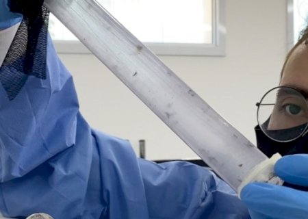 Mosquitos 'Aedes aegypti' com bactéria Wolbachia começam a ser soltos em MS; expectativa é reduzir dengue e outras doenças