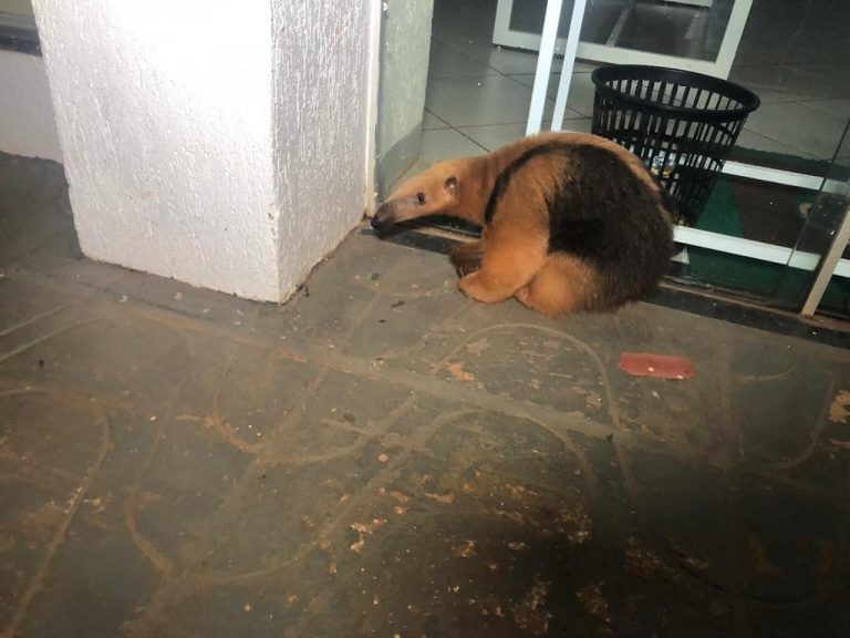 Em Nova Alvorada do Sul, Tamanduá-mirim é resgatado no centro da cidade