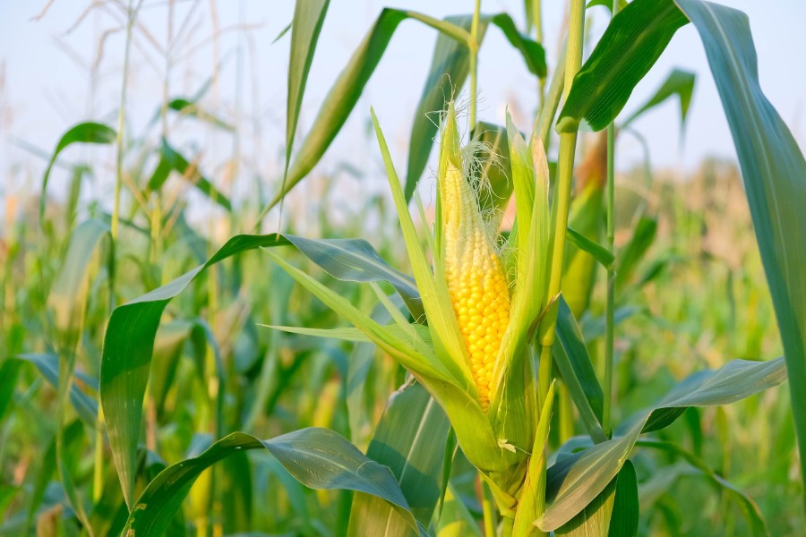 ‘Governo não tem mais crédito para impulsionar crescimento da agricultura’