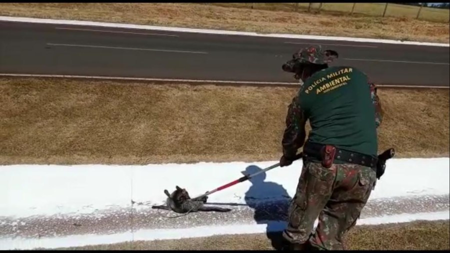 Polícia Militar Ambiental de Batayporã resgata lobo ferido gravemente à margem da rodovia MS 134 depois de atropelamento