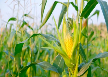 ‘Governo não tem mais crédito para impulsionar crescimento da agricultura’