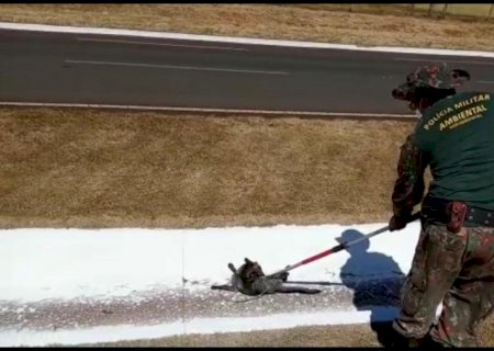 Polícia Militar Ambiental de Batayporã resgata lobo ferido gravemente à margem da rodovia MS 134 depois de atropelamento