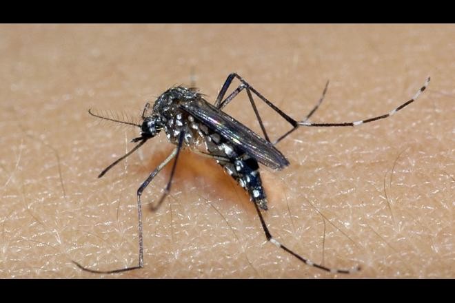 Pessoas que tiveram dengue têm mais chances de ter Covid-19 sintomática