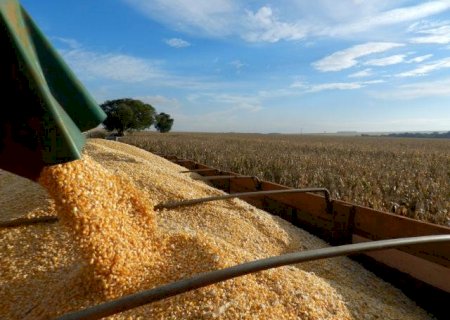 Milho continua em alta e café bate R$ 800; veja notícias desta quinta