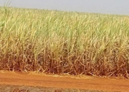 Seca histórica golpeia nova safra de cana do centro-sul