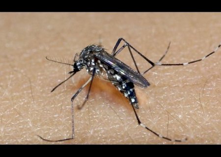 Pessoas que tiveram dengue têm mais chances de ter Covid-19 sintomática