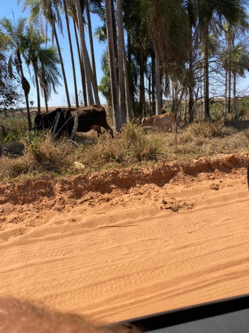 Polícia Militar Ambiental de Batayporã autua acampado em R$ 5 mil por manter gado degradando área protegida
