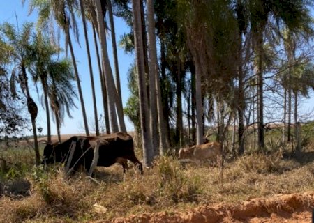 Polícia Militar Ambiental de Batayporã autua acampado em R$ 5 mil por manter gado degradando área protegida