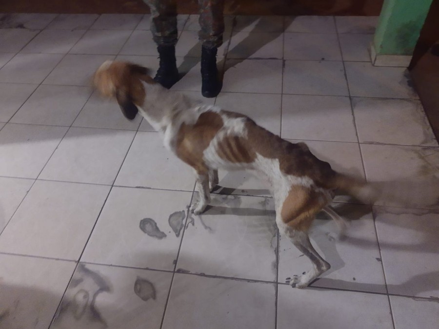 PMA prende e autua mulher de 32 anos em R$ 2,5 mil por maus-tratos a cinco cachorros