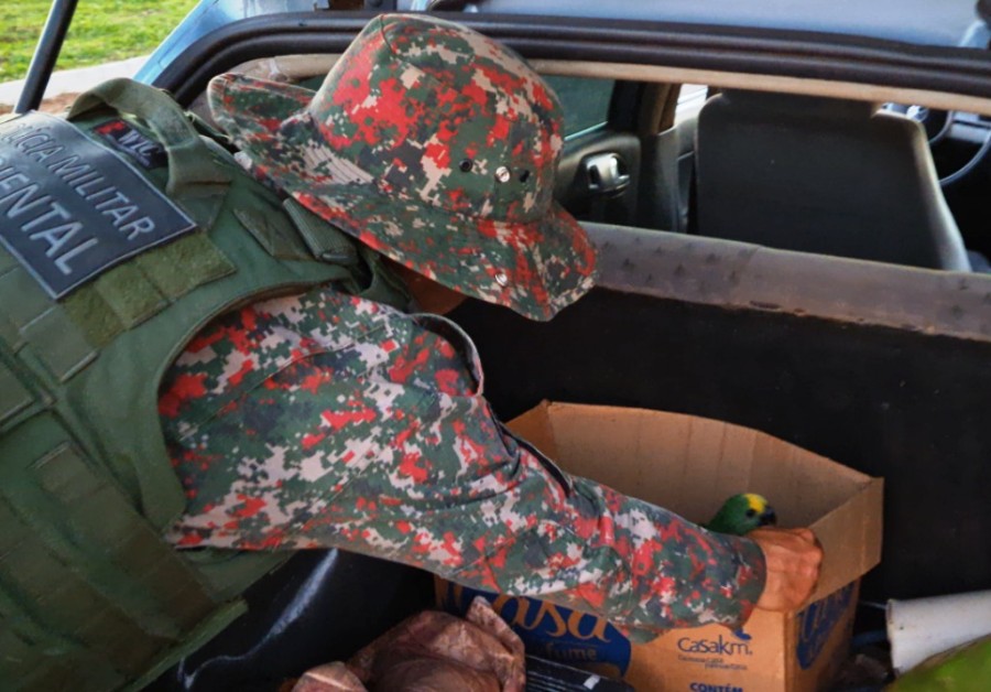 Polícia Militar Ambiental de Naviraí prende e autua paranaense em R$ 10 mil transportando filhotes de papagaios