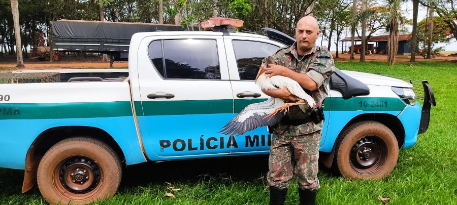 Polícia Militar Ambiental de Naviraí captura e realiza soltura de um jaburu cabeça-seca