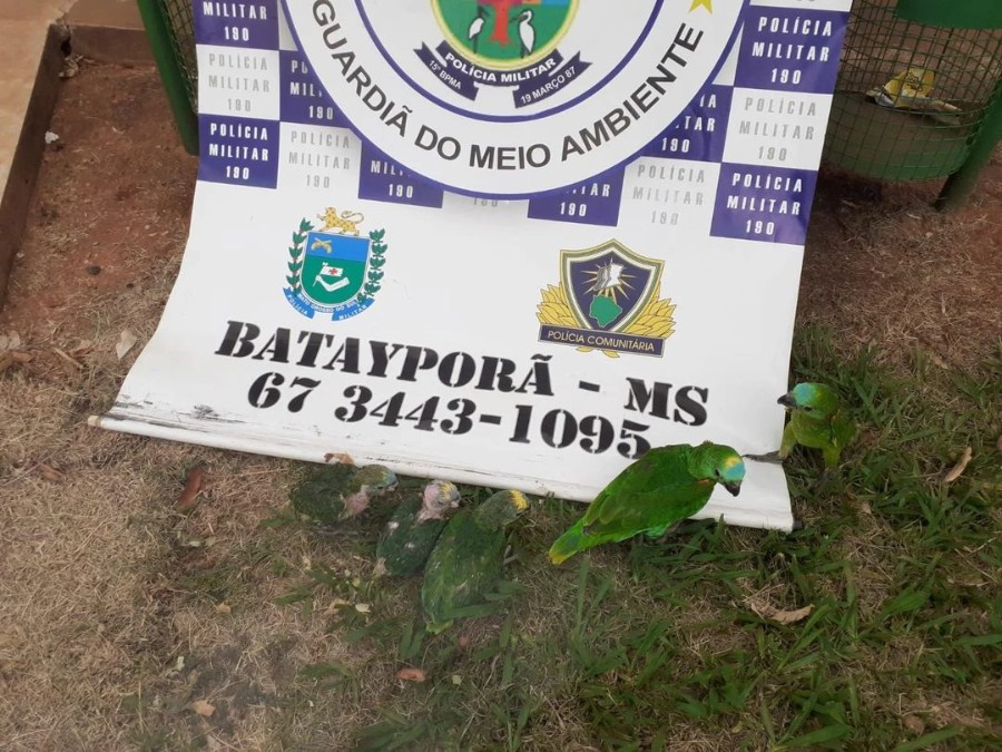 PMA de Batayporã e Policia Militar Rodoviária prendem e autuam casal paulista em R$ 50 mil transportando filhotes de papagaios