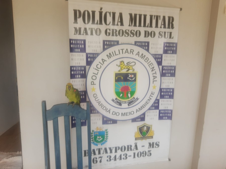 Polícia Militar Ambiental de Batayporã autua infrator em R$ 5 mil por criar ave ilegalmente encontrada pela Polícia Civil em ocorrência de tráfico de drogas