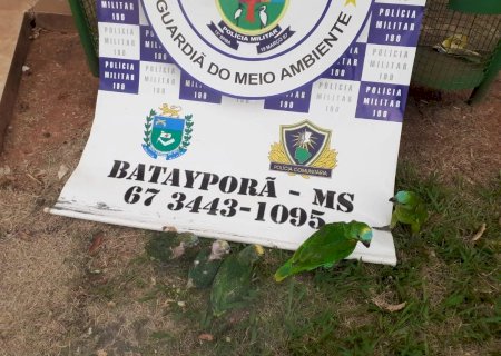 PMA de Batayporã e Policia Militar Rodoviária prendem e autuam casal paulista em R$ 50 mil transportando filhotes de papagaios