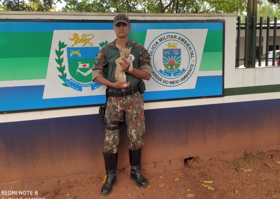 Polícia Militar Ambiental  resgata filhote de onça-parda.
