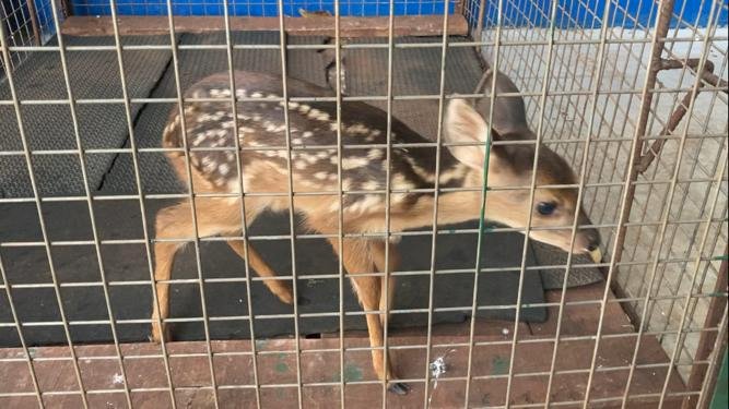 Polícia Militar Ambiental resgata filhote de veado perdido em rua.