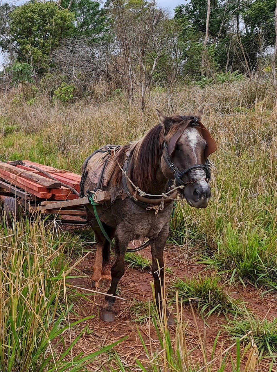 PMA surpreende dois infratores retirando madeira de área protegida de reserva legal de assentamento.