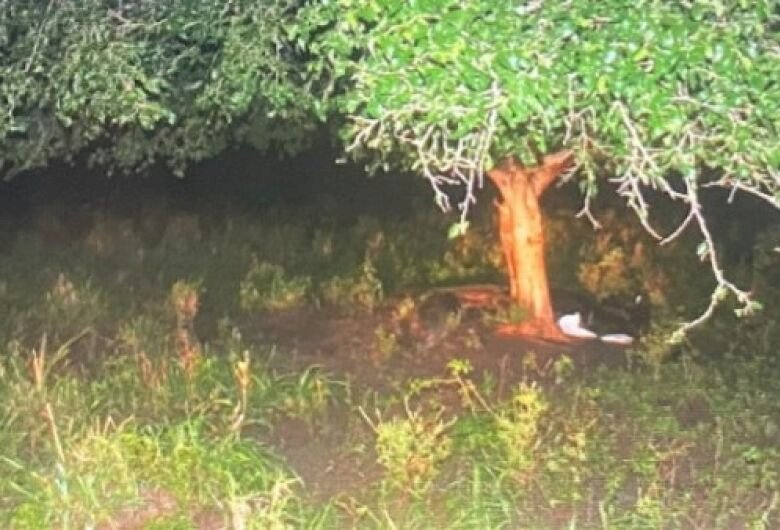 Funcionário de fazenda morre ao ser atingido por raio na região do Pantanal