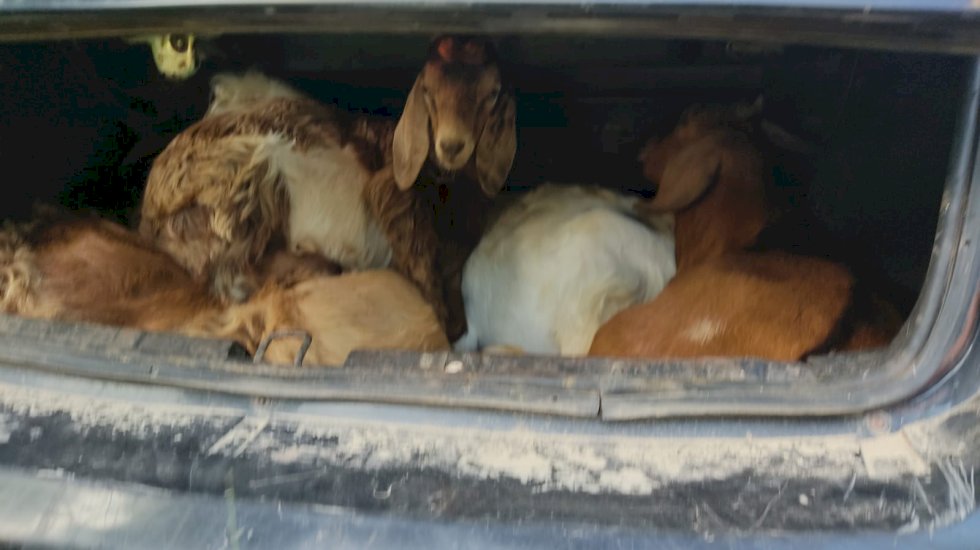 Indivíduos são presos por abigeato, omissão de cautela na condução de animais e corrupção ativa