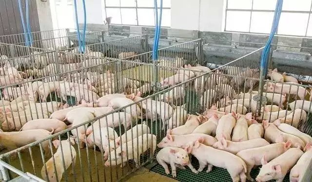 FCO tem R$ 300 milhões para financiamento à avicultura e suinocultura em MS .