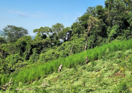 Polícia destrói ‘lavoura’ de maconha e acampamento do narcotráfico ao lado de MS