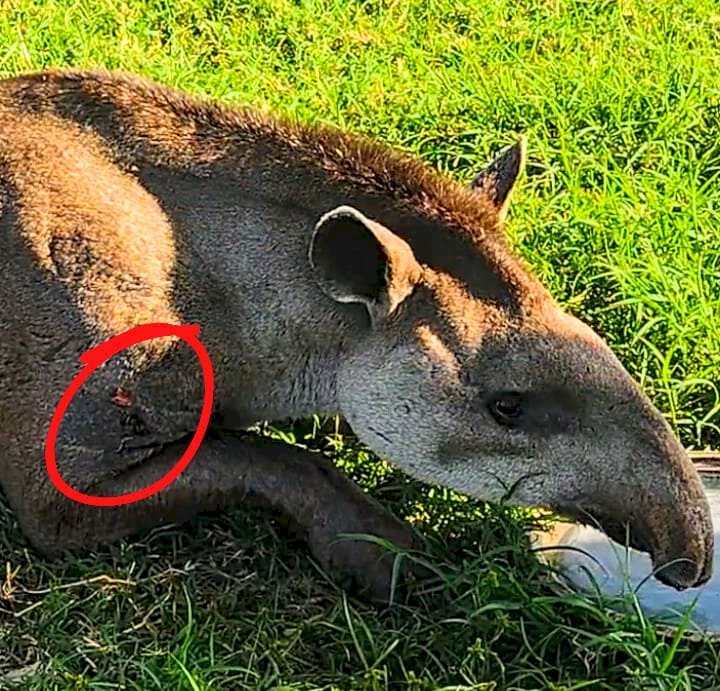Ivinhema - PMA de usa trator com guindaste e resgata anta de 270 kg vítima de caça ferida por tiros.
