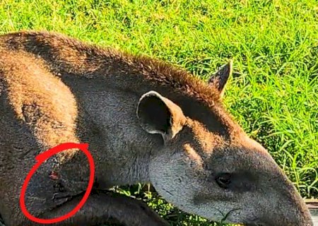 Ivinhema - PMA de usa trator com guindaste e resgata anta de 270 kg vítima de caça ferida por tiros.