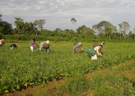 FAO: trabalhadoras do campo recebem 20% a menos que os homens
