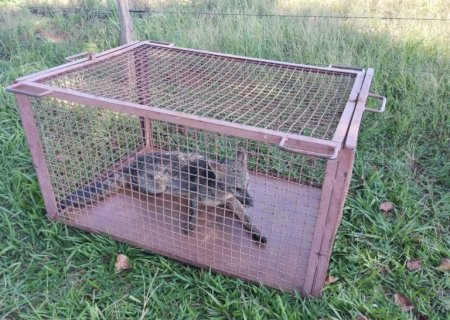 PMA de Batayporã resgata lobinho ferido por atropelamento em Nova Andradina e arara ferida em Ivinhema.