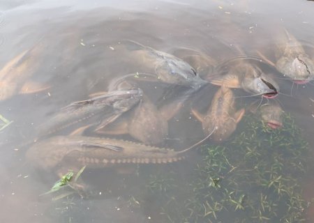 Polícia Militar Ambiental de Miranda e Corumbá mantêm vigilância dos cardumes em pontos de decoada no rio Paraguai
