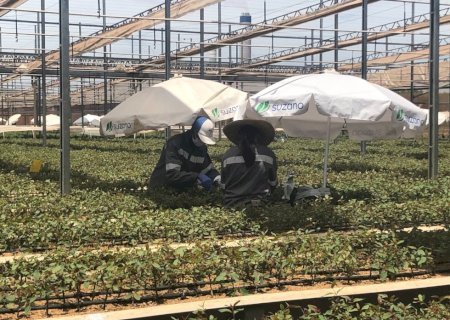 Novo viveiro da Suzano em Ribas do Rio Pardo (MS) produzirá até 35 milhões de mudas de eucalipto por ano