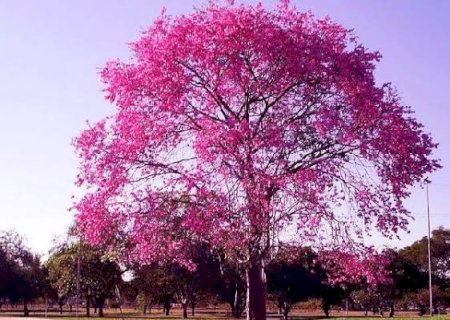 Tempo permanece estável na quinta-feira em Mato Grosso do Sul, prevê Cemtec
