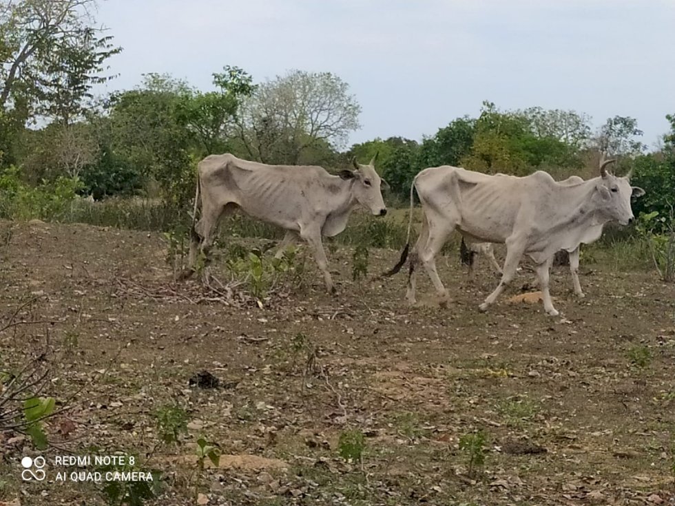 PMA autua proprietário rural em R$ 226.500,00 por maus-tratos a animais.