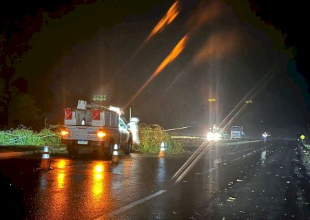 Queda de árvore deixa Batayporã as escuras durante a madrugada.